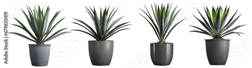 set of small indoor plants , various cactus ,agave ,Aloe Vera or succulent plants in gray pots. isolated on white or transparent PNG. home indoor design,	
 photo