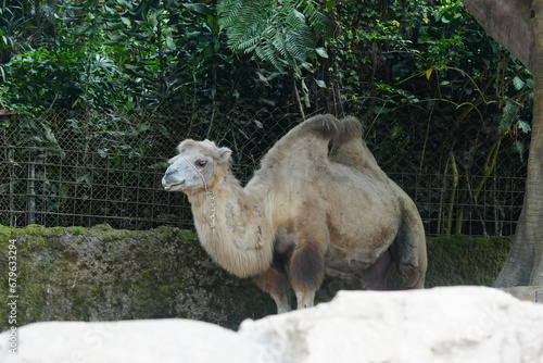 Camelus bactrianus  commonly known as the Bactrian camel  is a large  even-toed ungulate native to the steppes of Central Asia  particularly regions like Mongolia  China  Iran             