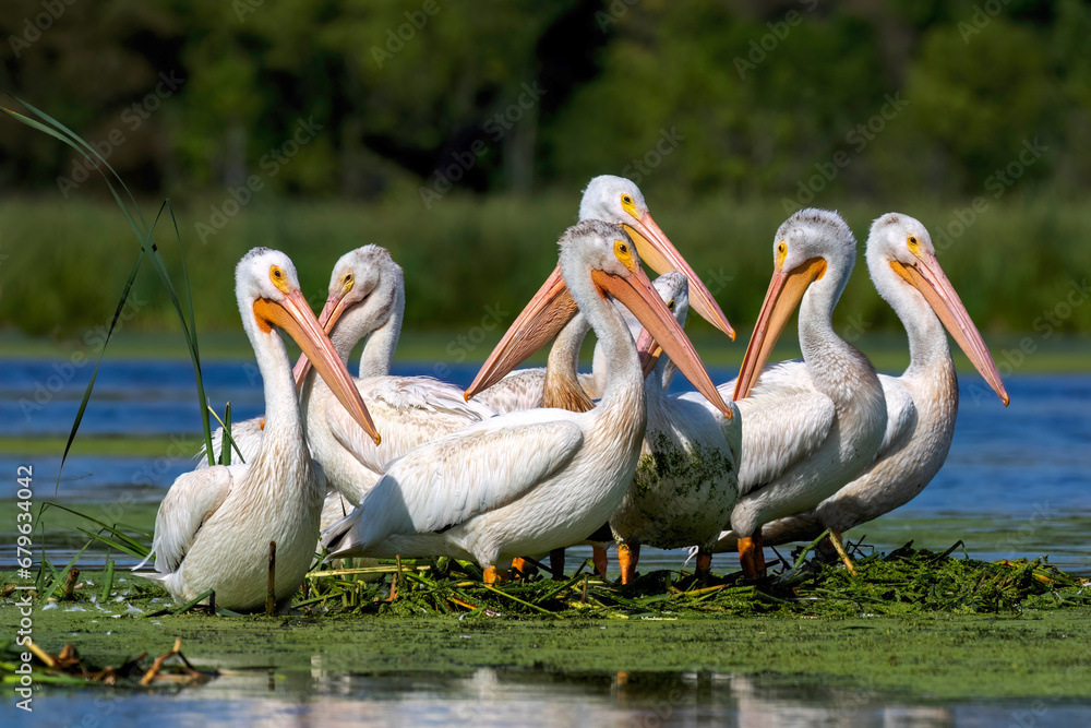 American white pelican (Pelecanus erythrorhynchos) American white pelican (Pelecanus erythrorhynchos)