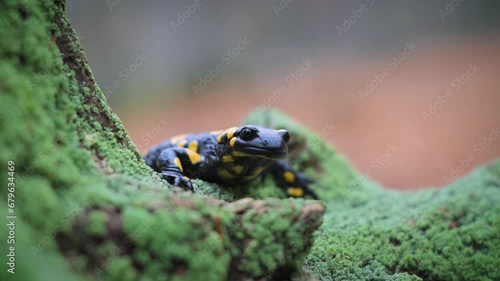 Spotted adult fire salamander on old mossy tree stump in autumn forest. . UHD 4k video Spotted adult fire salamander on old mossy tree stump in autumn forest. . UHD 4k video