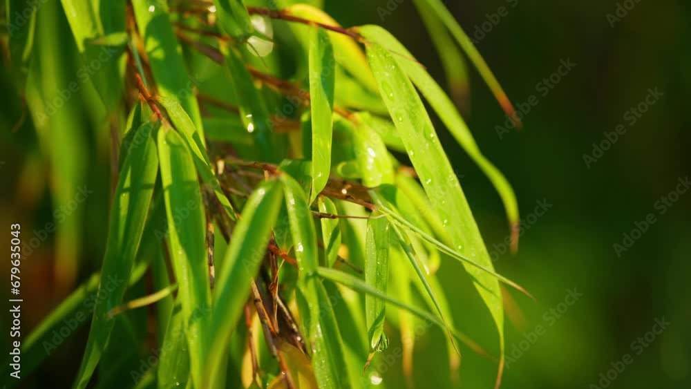 Close-up video of a stunning fountain bamboo plant, backlit by the morning sun, green leaves shimmering with dew Close-up video of a stunning fountain bamboo plant, backlit by the morning sun, green leaves shimmering with dew