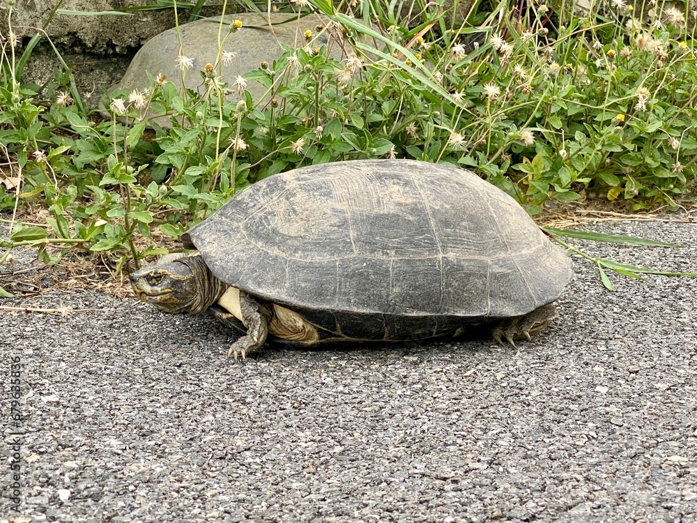 Fototapeta premium turtle on a rock