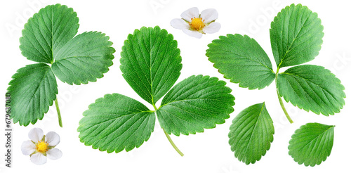 Strawberry leaves and strawberry flowers isolated on white background. Clipping paths.