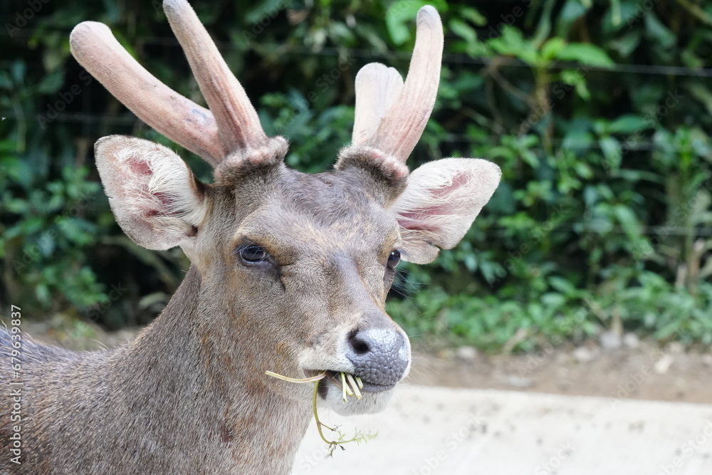 The Javan rusa (Rusa timorensis), or Sunda sambar is native to the Indonesian islands of Java, Bali and Timor. It is occupied in a habitat similar to that of the Chital of India: open dry and mixed de The Javan rusa (Rusa timorensis), or Sunda sambar is native to the Indonesian islands of Java, Bali and Timor. It is occupied in a habitat similar to that of the Chital of India: open dry and mixed de
