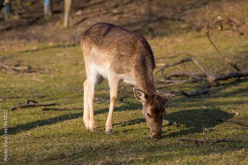 Dama European fallow deer brown color wild ruminant mammal on pasture in autumn winter time, beautiful woodland animal