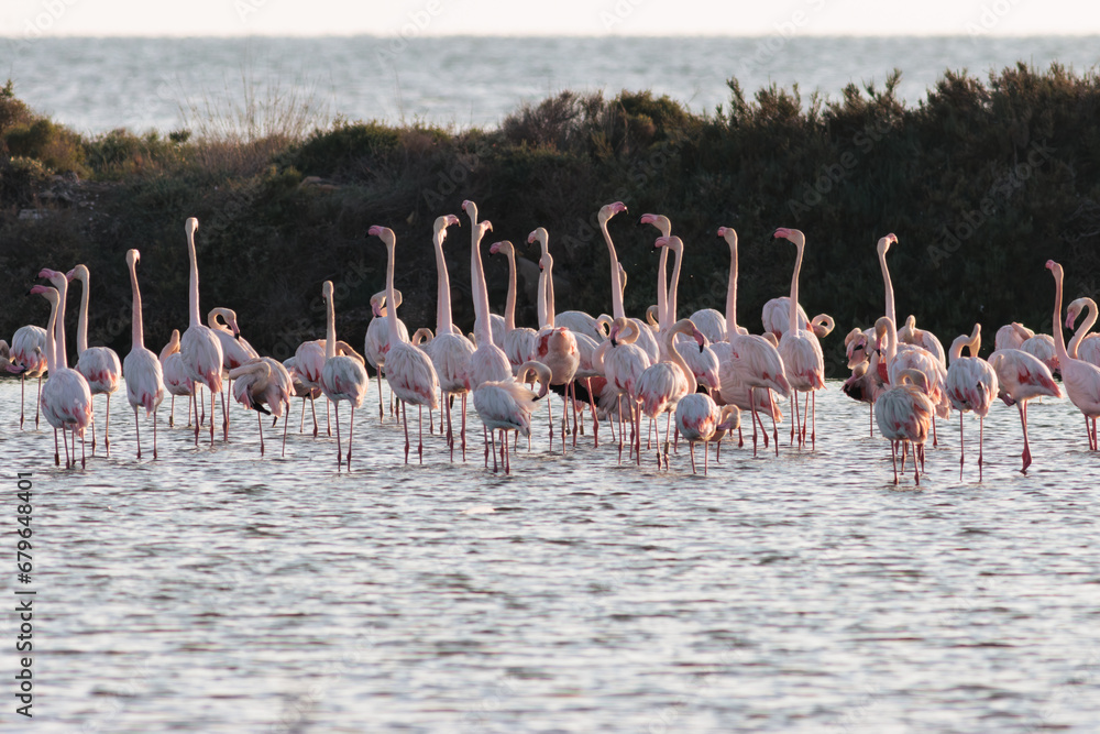 Fototapeta premium FLAMENCOS AVES