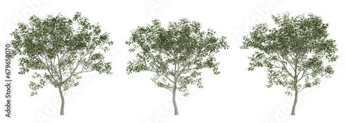 Small tree of Hamelia patens on transparent background  bush plant  3d render illustration.
