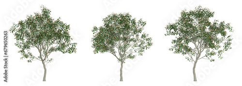 Small tree of Hamelia patens on transparent background  bush plant  3d render illustration.
