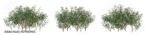 Small tree of Hamelia patens on transparent background, bush plant, 3d render illustration. #679650455