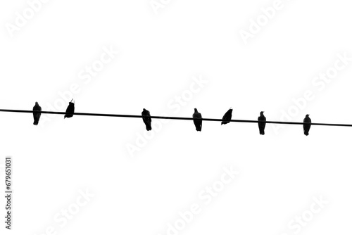Silhouette birds on wire cable on white background. © Bowonpat