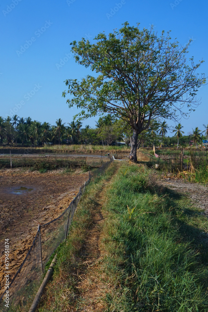 view of rice field houses on the fish pond embankment view of rice field houses on the fish pond embankment