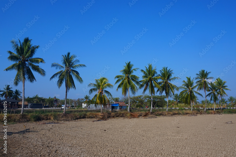 view of coconut trees view of coconut trees