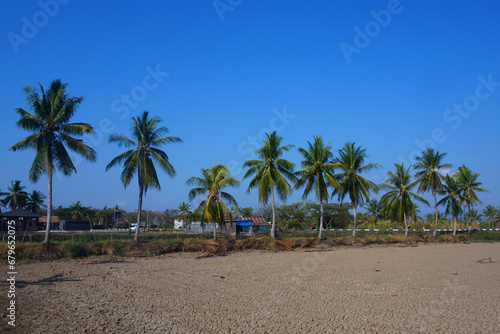 Fototapeta Naklejka Na Ścianę i Meble -  view of coconut trees