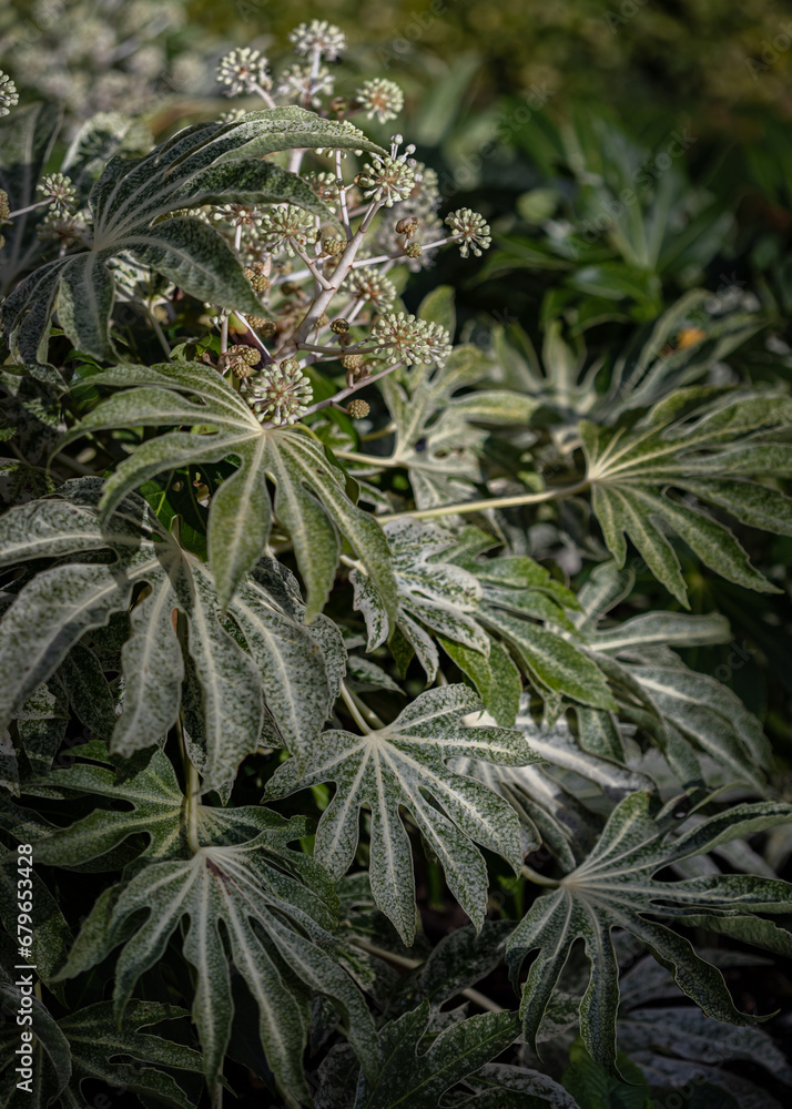 Obraz premium Beautiful Fatsia japonica 'Spider's Web' full blossom in Autumn. Winter Flowers and Leaves of a Japanese aralia or Castor Oil Plant, Copy space, Selective Focus.
