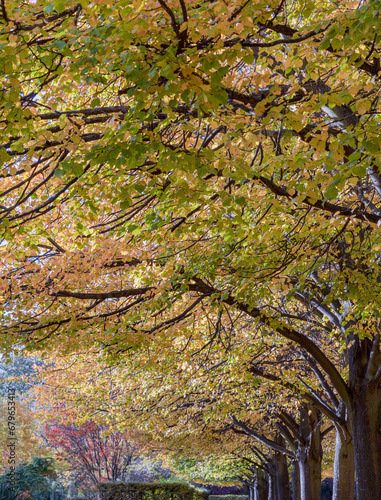 The Regent's Park in Autumn covered with golden fallen leaves. Trees lined in public park of London, Autumn Colours, Vertical view, Space for text, Selective Focus.