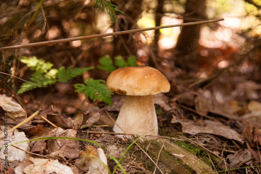 Porcini mushroom growing in pine tree forest at autumn season.. Porcini mushroom growing in pine tree forest at autumn season..