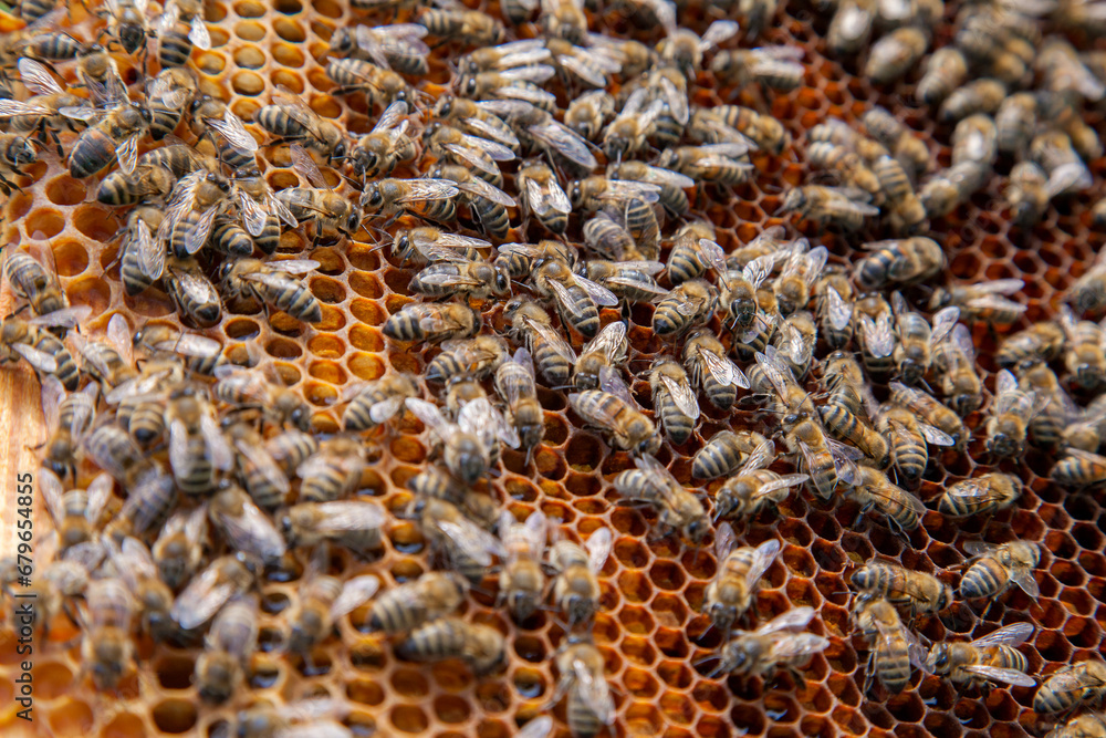 Working bee on the honeycomb with sweet honey..