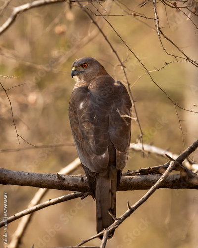 Wild Shikra or Accipiter badius or little banded goshawk male bird of prey closeup perched in natural green background in hot summer season outdoor wildlife safari at forest of india