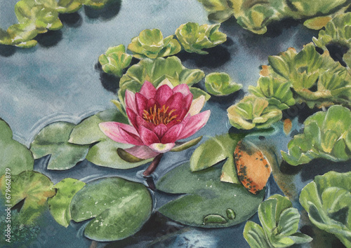 Beautiful pink water lily floating on a pond. Watercolor pictorial illustration.