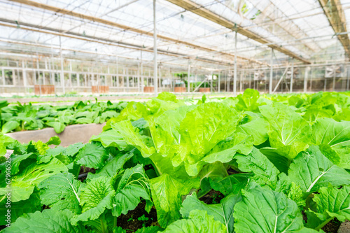 Organic vegetables grown in greenhouses