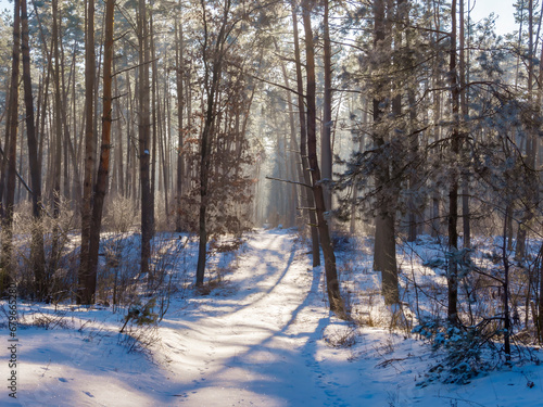 Picturesque winter road in the forest