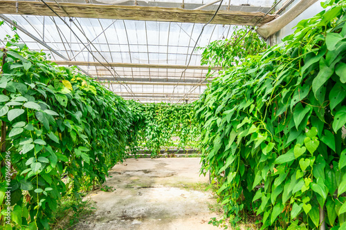 Yams grown in greenhouses