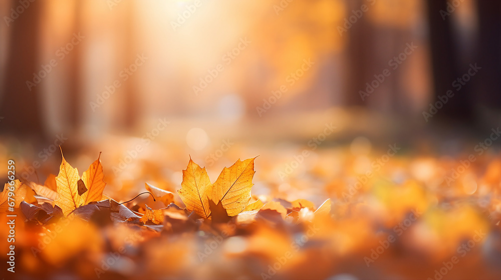 autumn leaves and golden foliage outdoor beauty