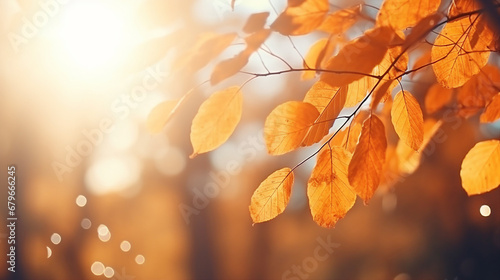 autumn leaves and golden foliage outdoor beauty