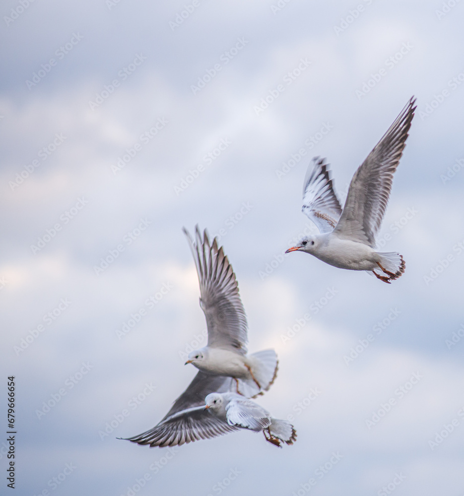 Obraz premium A flock of seagulls against a backdrop of dark clouds. The dark clouds create a contrast with the white seagulls, adding drama and expressiveness to the photo.
