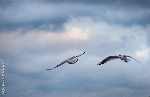 A flock of seagulls against a backdrop of dark clouds. The dark clouds create a contrast with the white seagulls  adding drama and expressiveness to the photo.