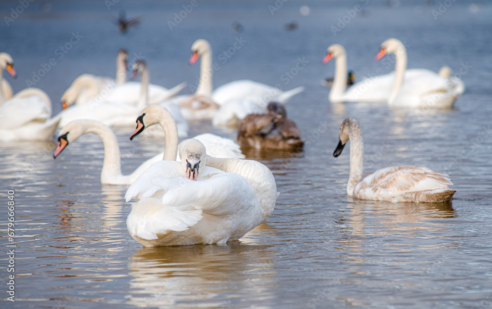 Obraz premium Beautiful white swans, both individually and in groups, peacefully gliding across the lake. 