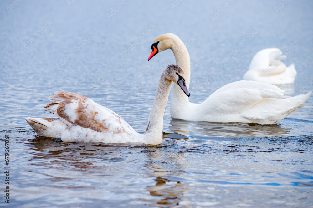 Obraz premium Beautiful white swans, both individually and in groups, peacefully gliding across the lake. 