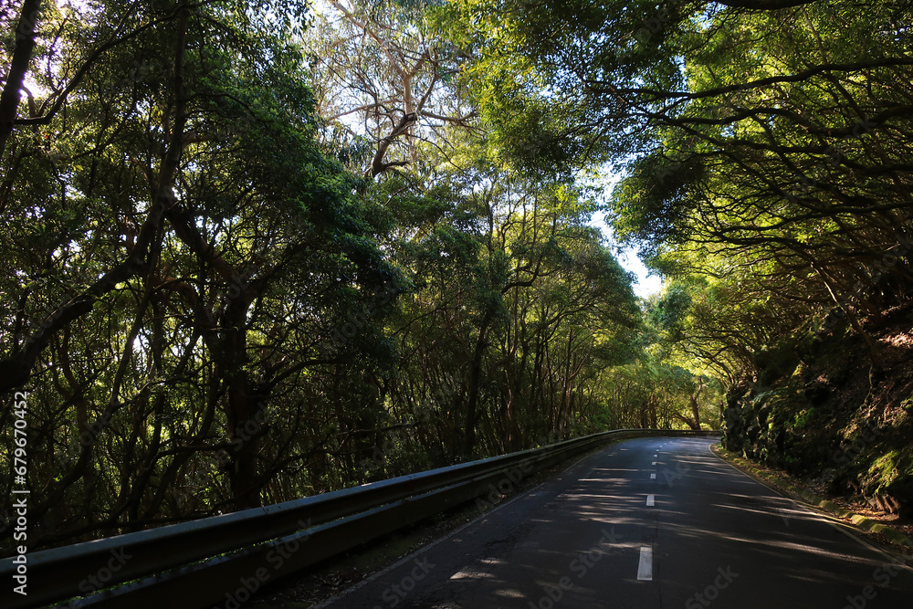 Obraz premium Road in countryside surrounded by trees, in Terceira Island, Azores
