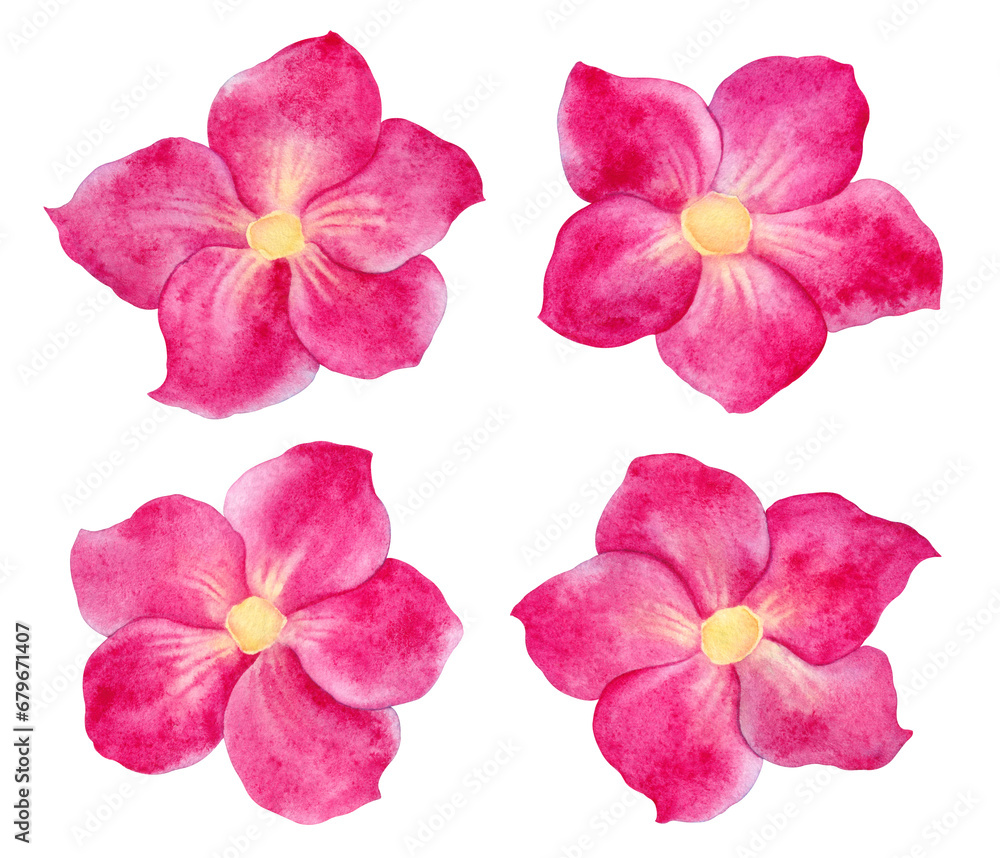 Watercolor Pink Adenium Obesum flowers isolated on white background, Desert Rose collection