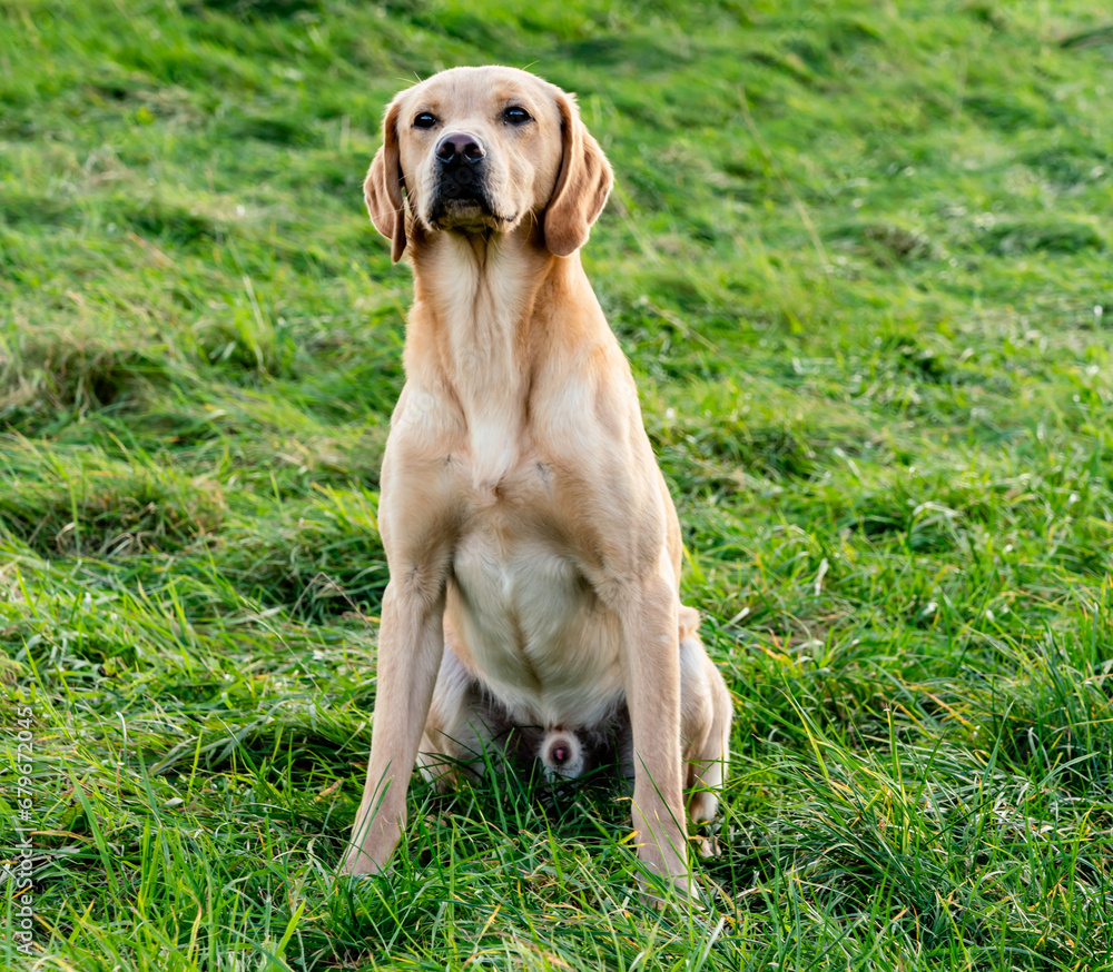 Working dogs at a gun dog kennels