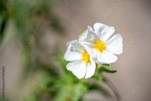 White cistus 