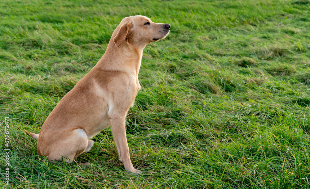 Working dogs at a gun dog kennels Working dogs at a gun dog kennels