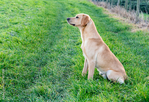 Working dogs at a gun dog kennels