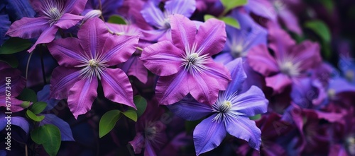 A Beautiful Bouquet of Purple Blooms Amongst Lush Green Foliage Created With Generative AI Technology © Zamin