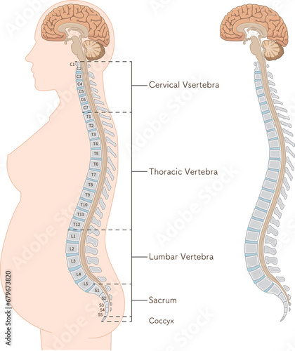 epidural anesthesia,subarachnoid anesthesia,human figure sideview,spine,cervical vertebra,thoracic vertebra,lumber vertebra,sacrum,illustration,