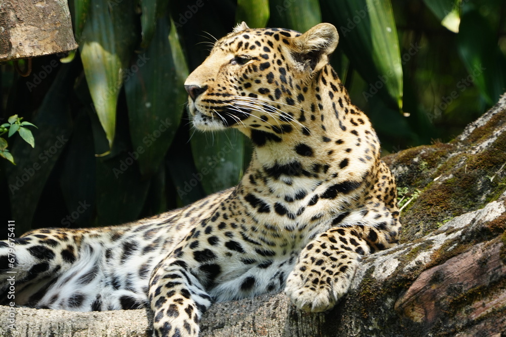 Leopards are large, solitary cats belonging to the genus Panthera and