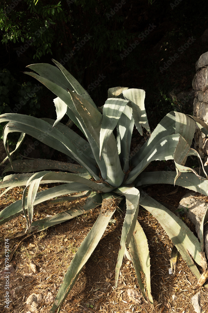 Agave in the seaside park on the Adriatic coast at the stone wall Agave in the seaside park on the Adriatic coast at the stone wall