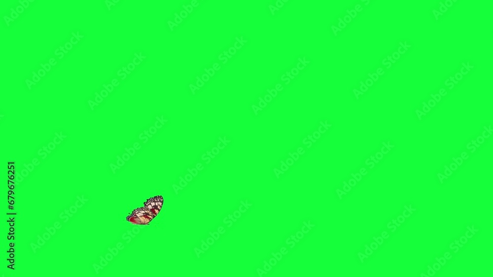 butterfly landing green screen