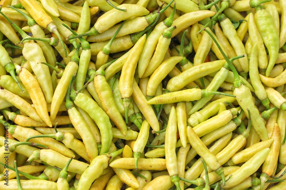 yellow chili peppers. yellow hot chili peppers background. Colorful chili peppers. Spicy yellow chili peppers. Top view pile of fresh chilli. yellow chili peppers. yellow hot chili peppers background. Colorful chili peppers. Spicy yellow chili peppers. Top view pile of fresh chilli.