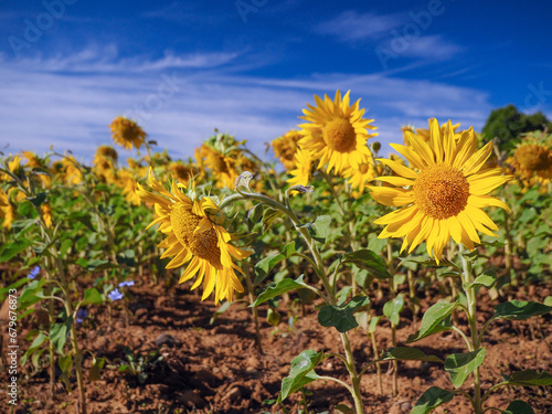 Campo de girasoles con flores amarillas en verano y con cielo azul