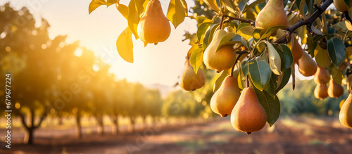 selective focus of ripe pears hanging from an pear tree (Pyrus communis) in an expansive pear orchard with blurred background photo