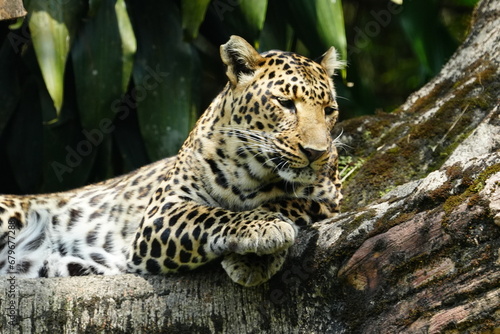 Leopards are large  solitary cats belonging to the genus Panthera and are renowned for their strength  agility  and adaptability. They are one of the  big cats  along with lions  tigers     