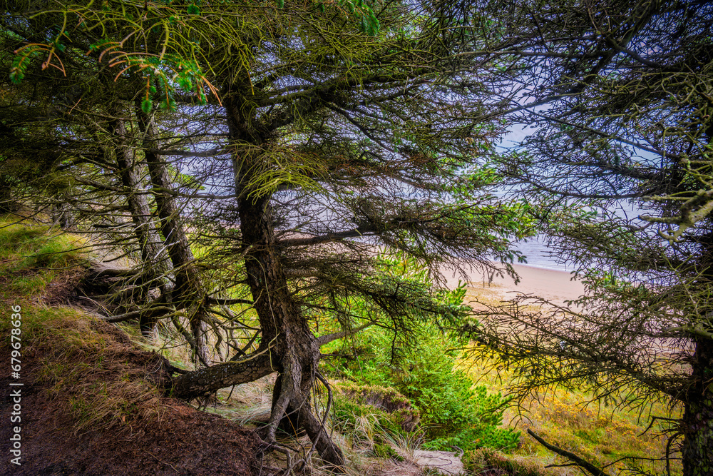 Roots in sand at theEsbjerg Marbaek forest plantation small walking path, Denmark Roots in sand at theEsbjerg Marbaek forest plantation small walking path, Denmark