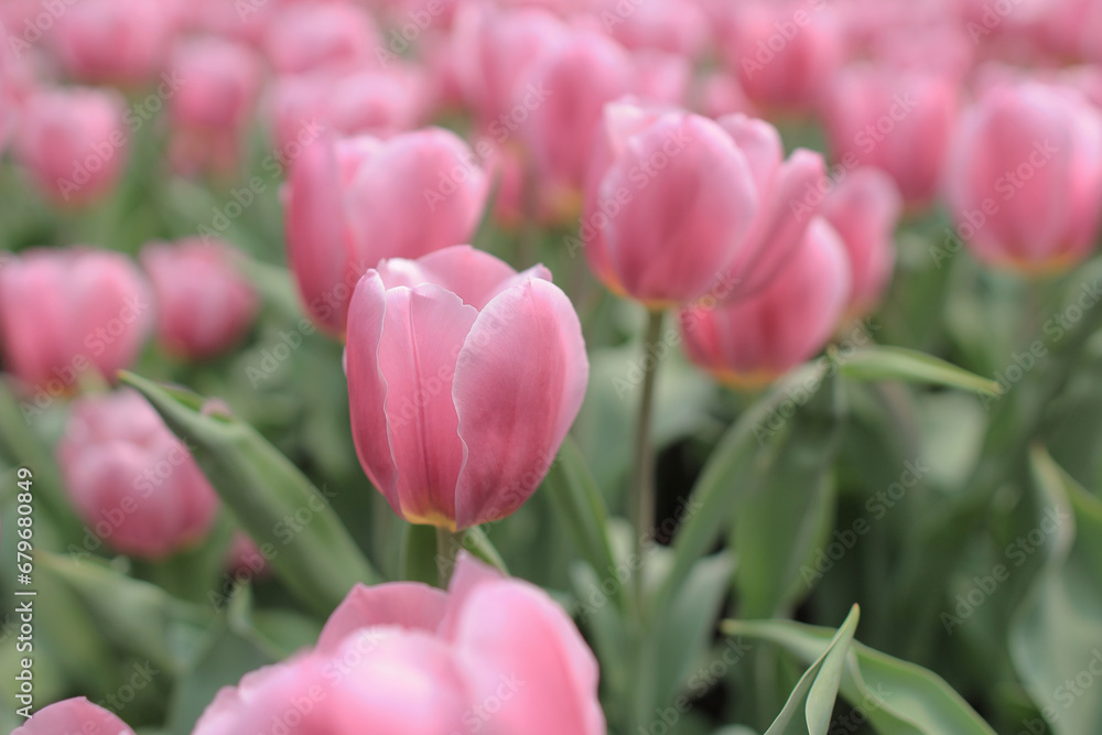 Tulipa gesneriana, a nature landscape at hong kong Tulipa gesneriana, a nature landscape at hong kong