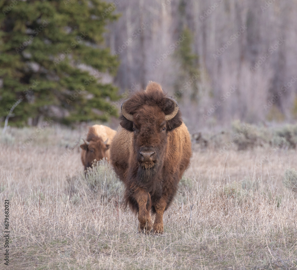 Bison standing in grass with trees in background Bison standing in grass with trees in background